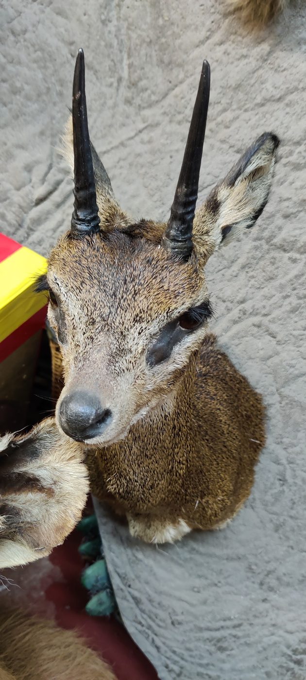 African antelope