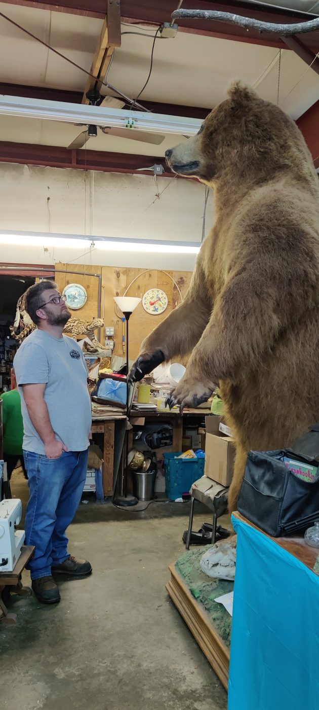 Life-size bear in the shop