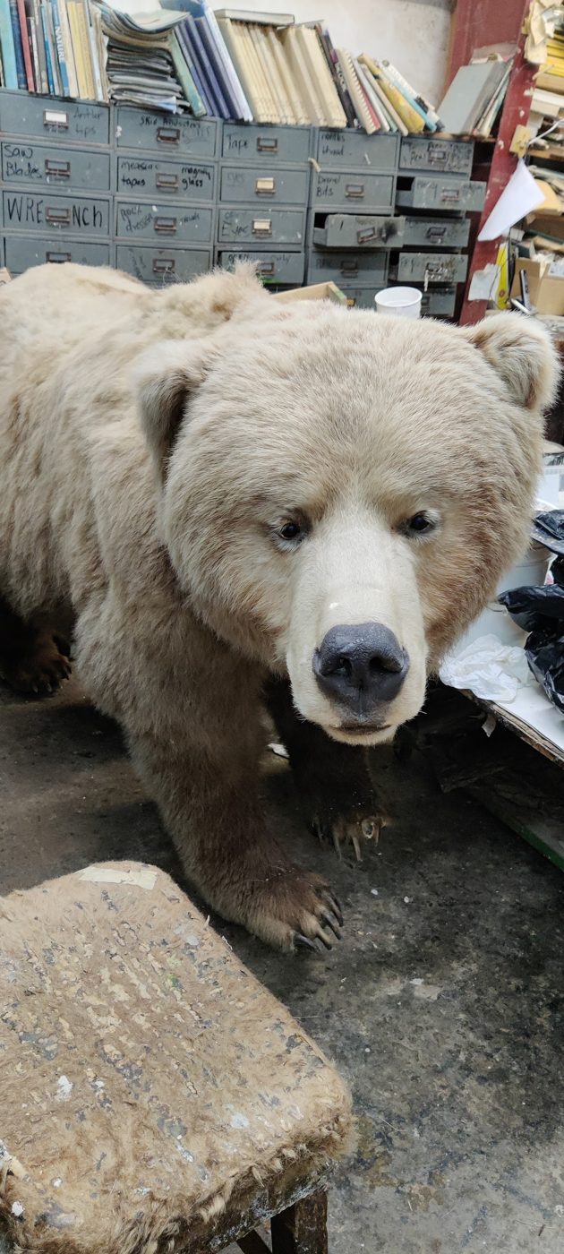 Grizzly bear mount
