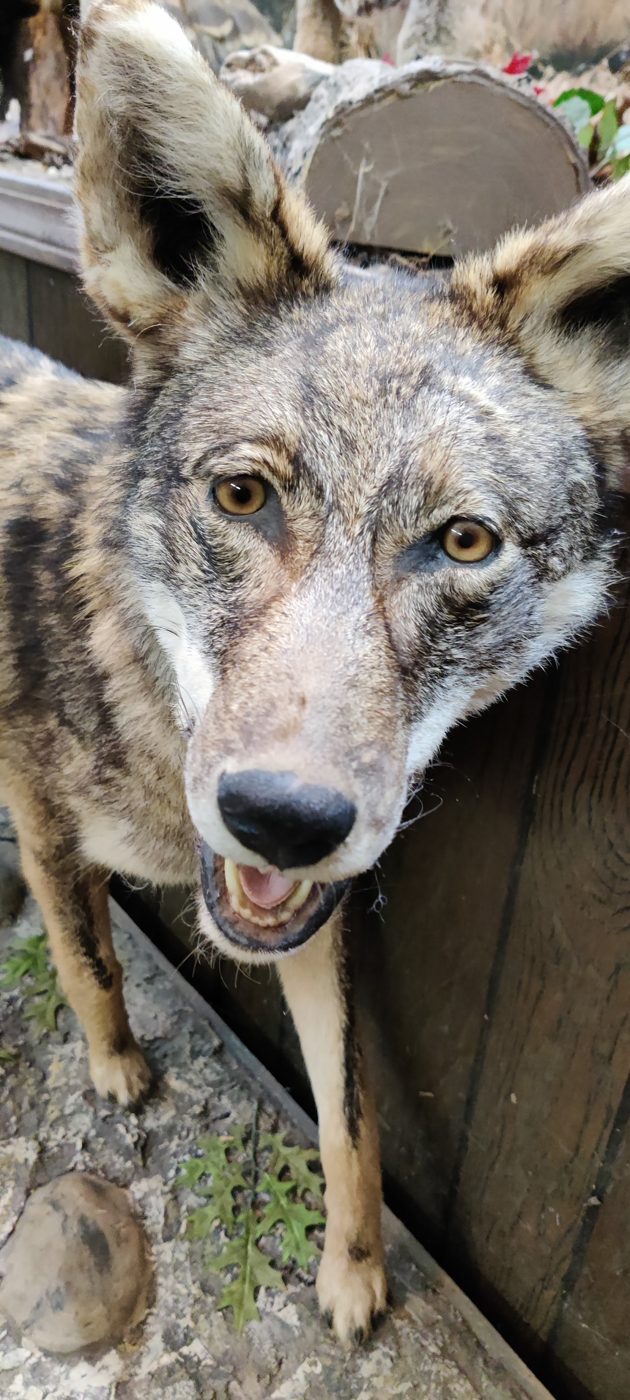 Coyote