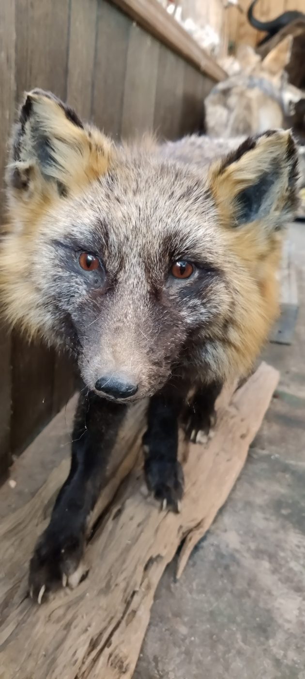 Silver fox