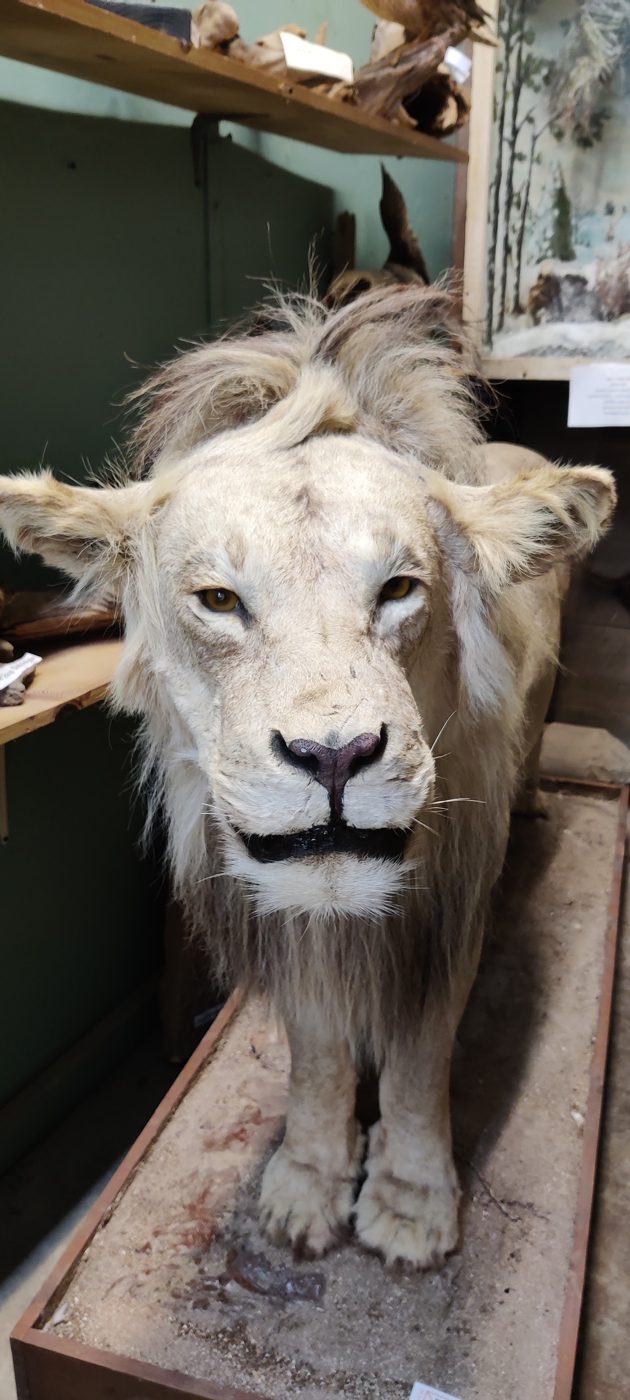 Lion mount at Bud Jones Taxidermy