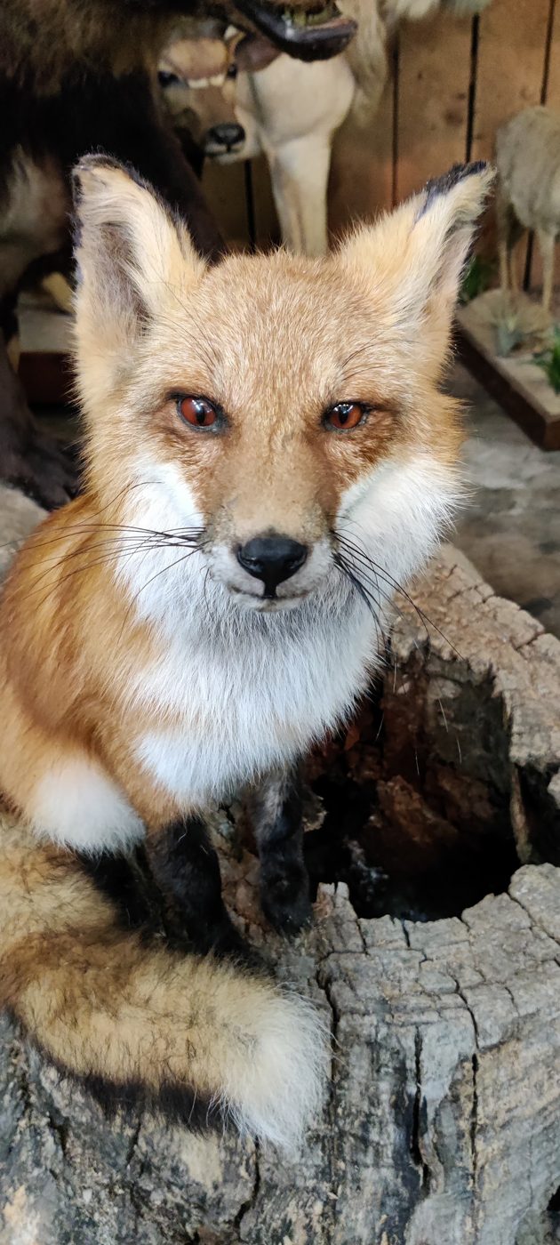 Red fox
